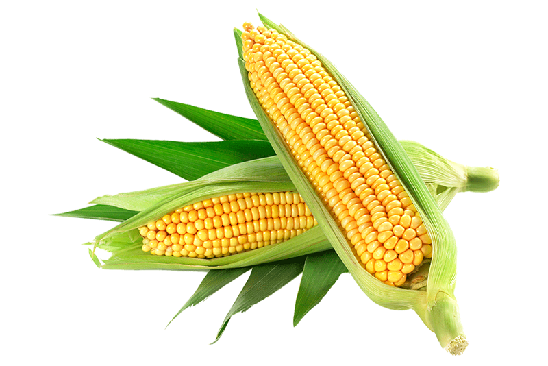 Corn Starch Powder Forest Essentials