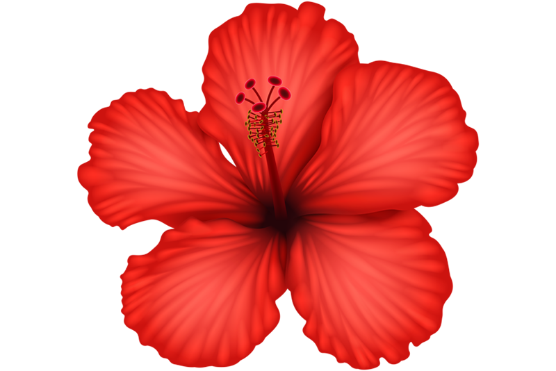 Hibiscus (Japapatti) | Forest Essentials Hibiscus (Japapatti) | Forest Essentials