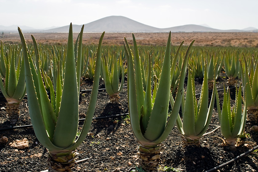 Aloe Vera: Amazing Health & Benefits of Multi-Tasking Herb | Essentials