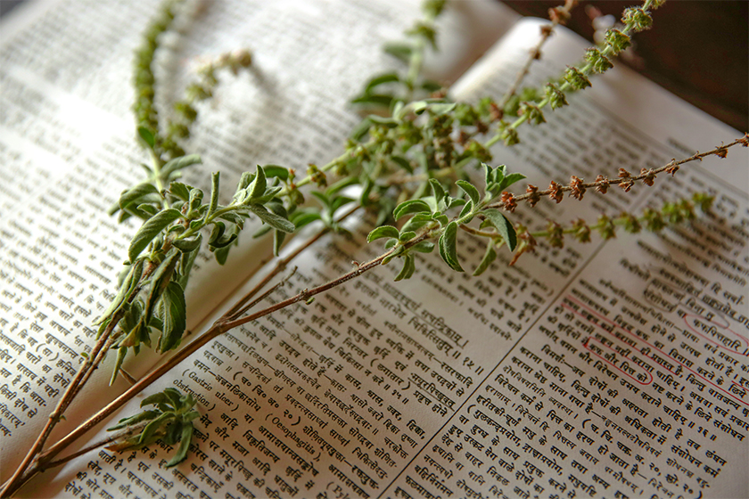 10 Natural Remedies for Dry Hair Care | Forest Essentials 10 Natural Remedies for Dry Hair Care | Forest Essentials