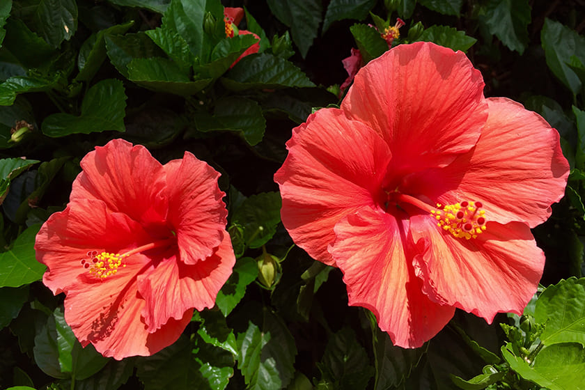7 Ways to Use Hibiscus For Healthy Hair | Forest Essentials
