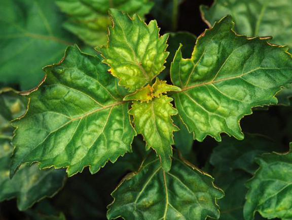 Pachtouli Skincare Benefits of the Wonder Ayurvedic Herb Forest